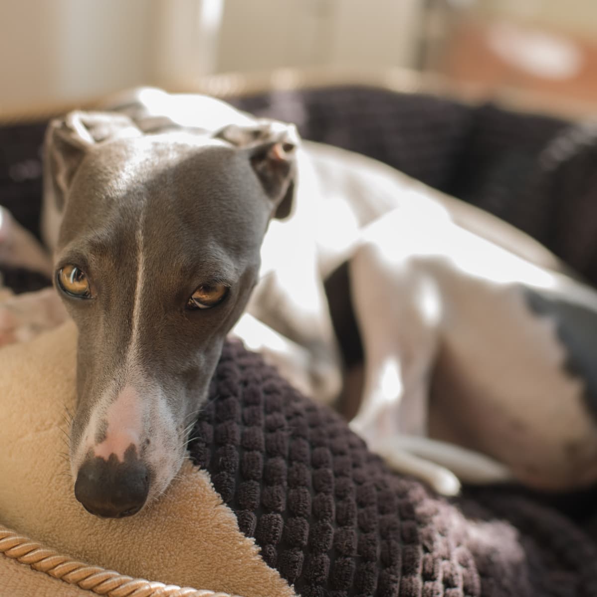 Is an Italian Greyhound the Right Dog for You PetHelpful