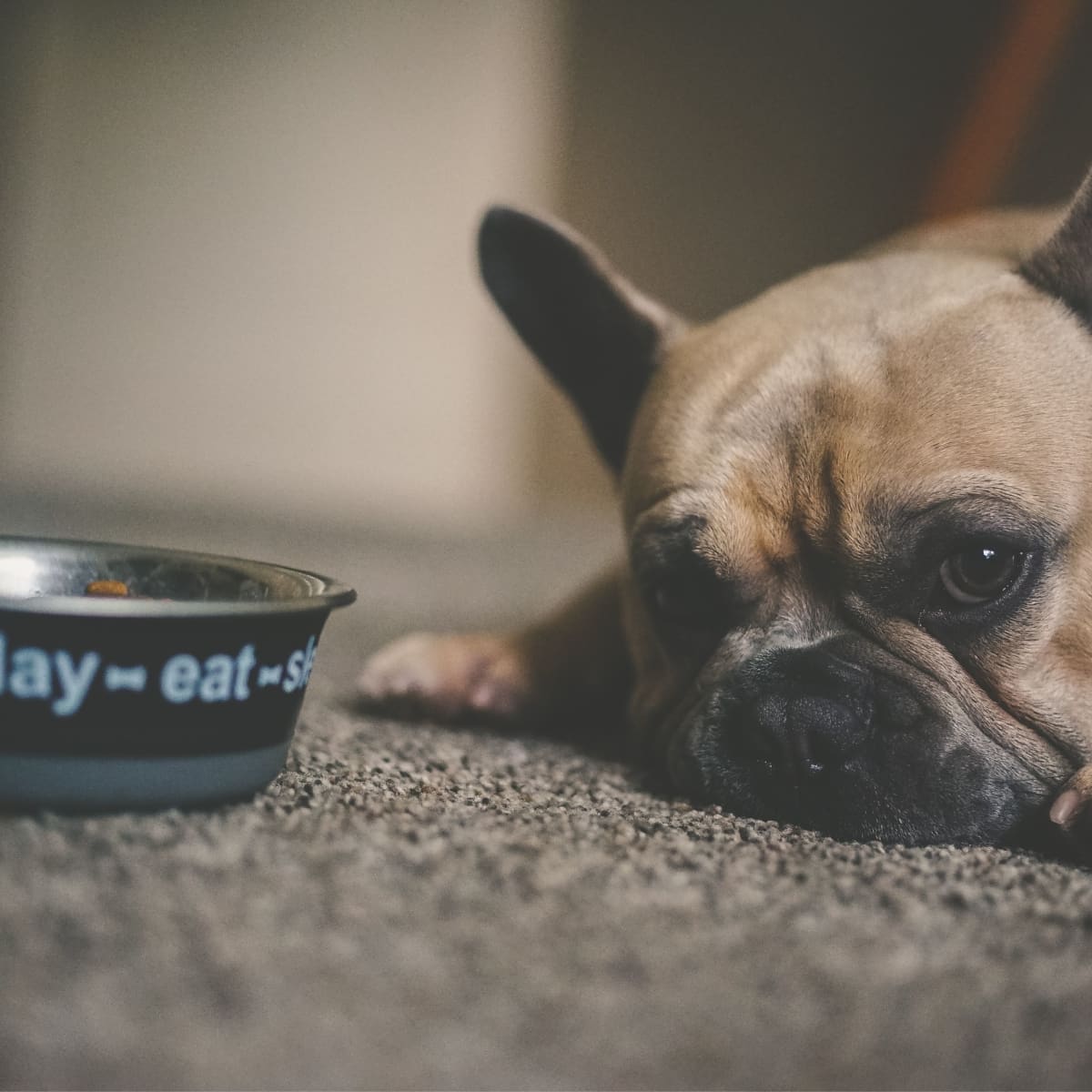 What happens when dog eats chicken bone sale