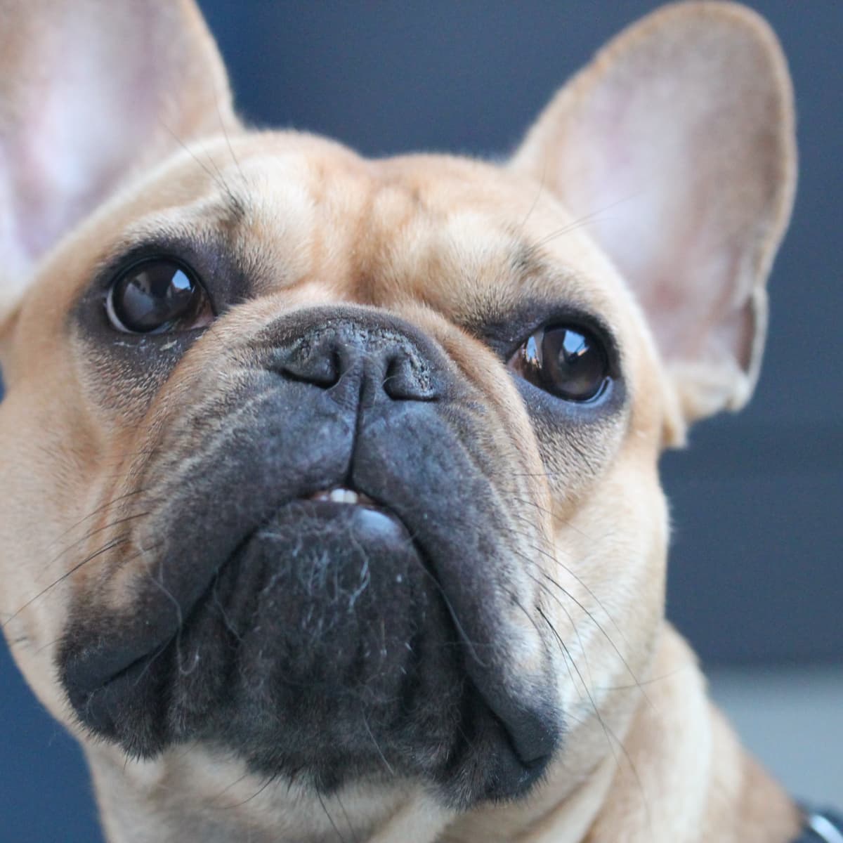 Funny french bulldog videos 2019 best sale
