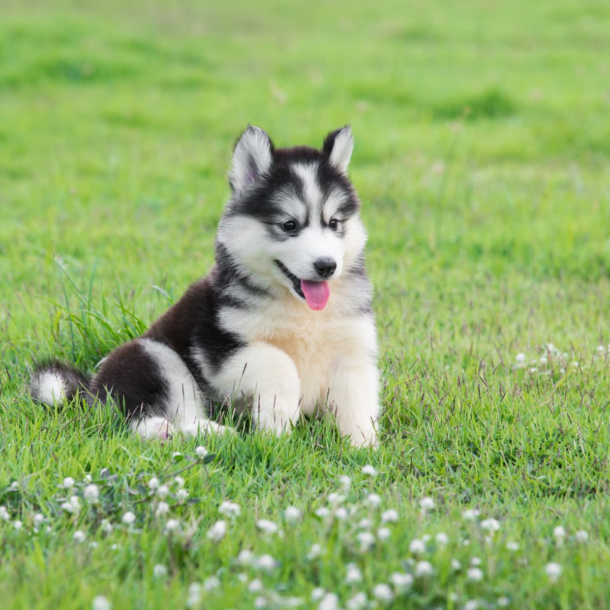 Husky Puppy s Sassy Little Attitude Is Impossible to Resist