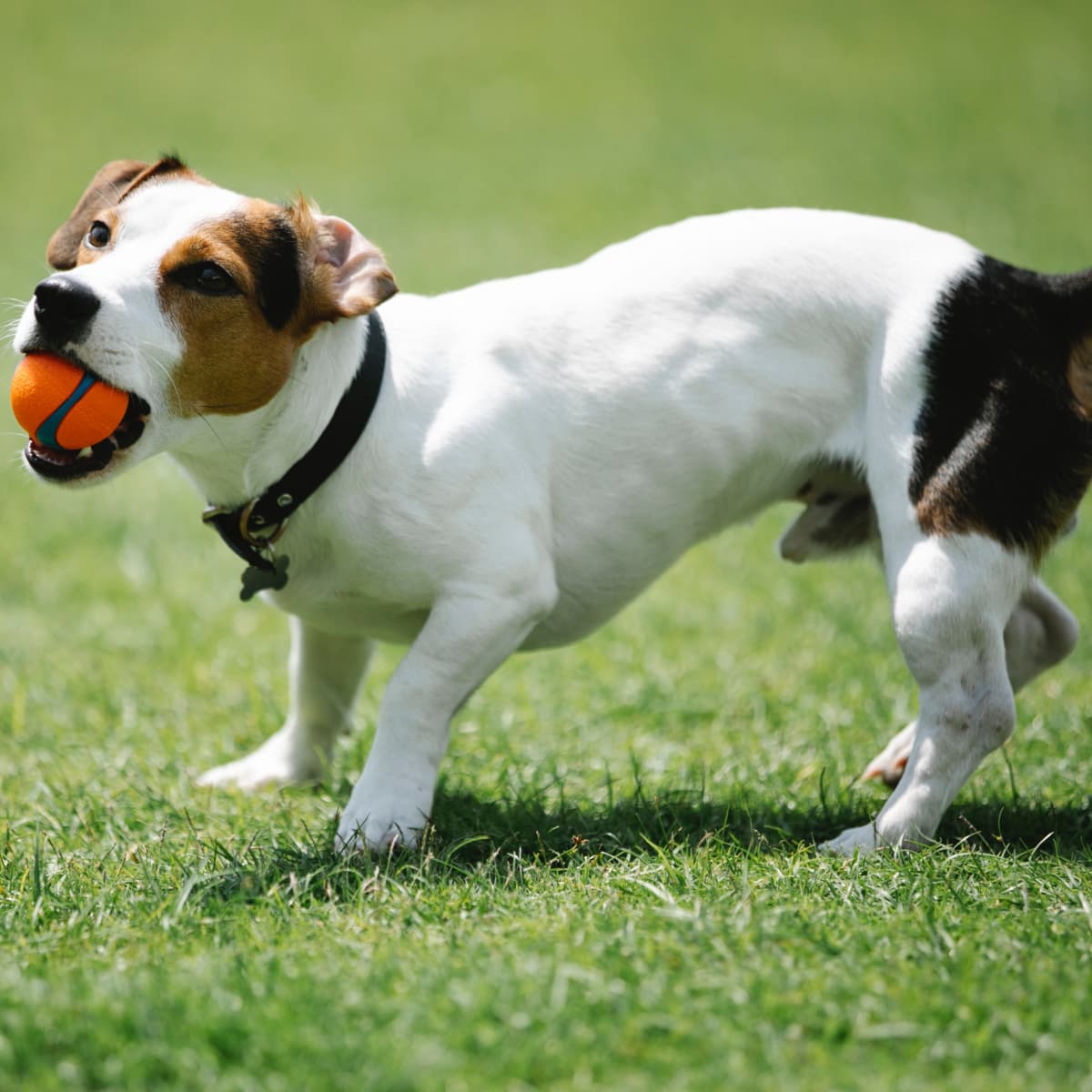 Human food for jack russell clearance