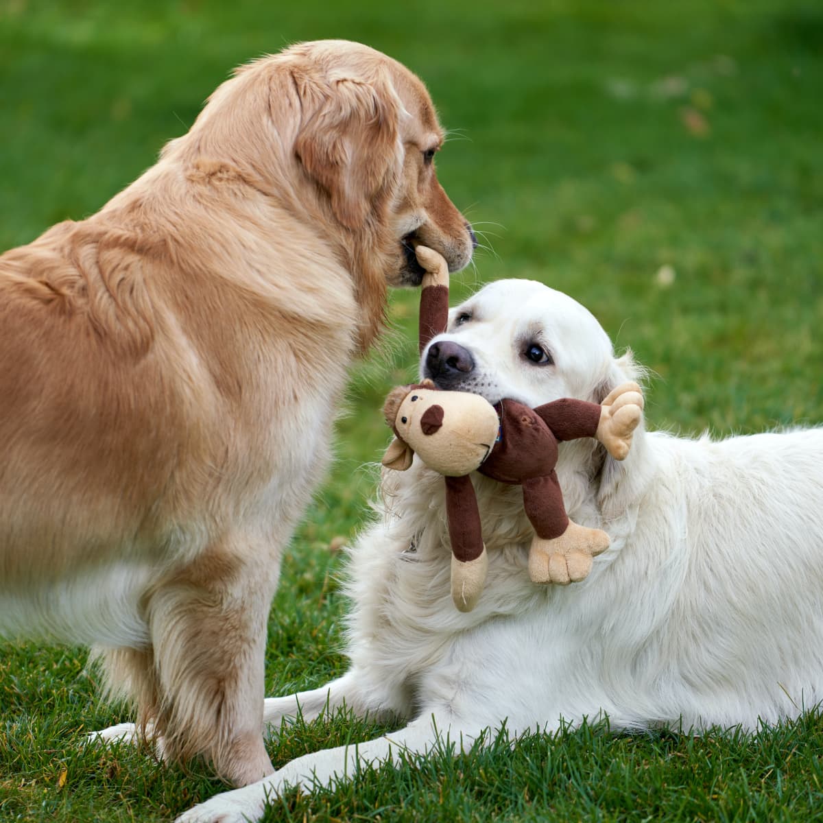 Scent to keep dogs away sale