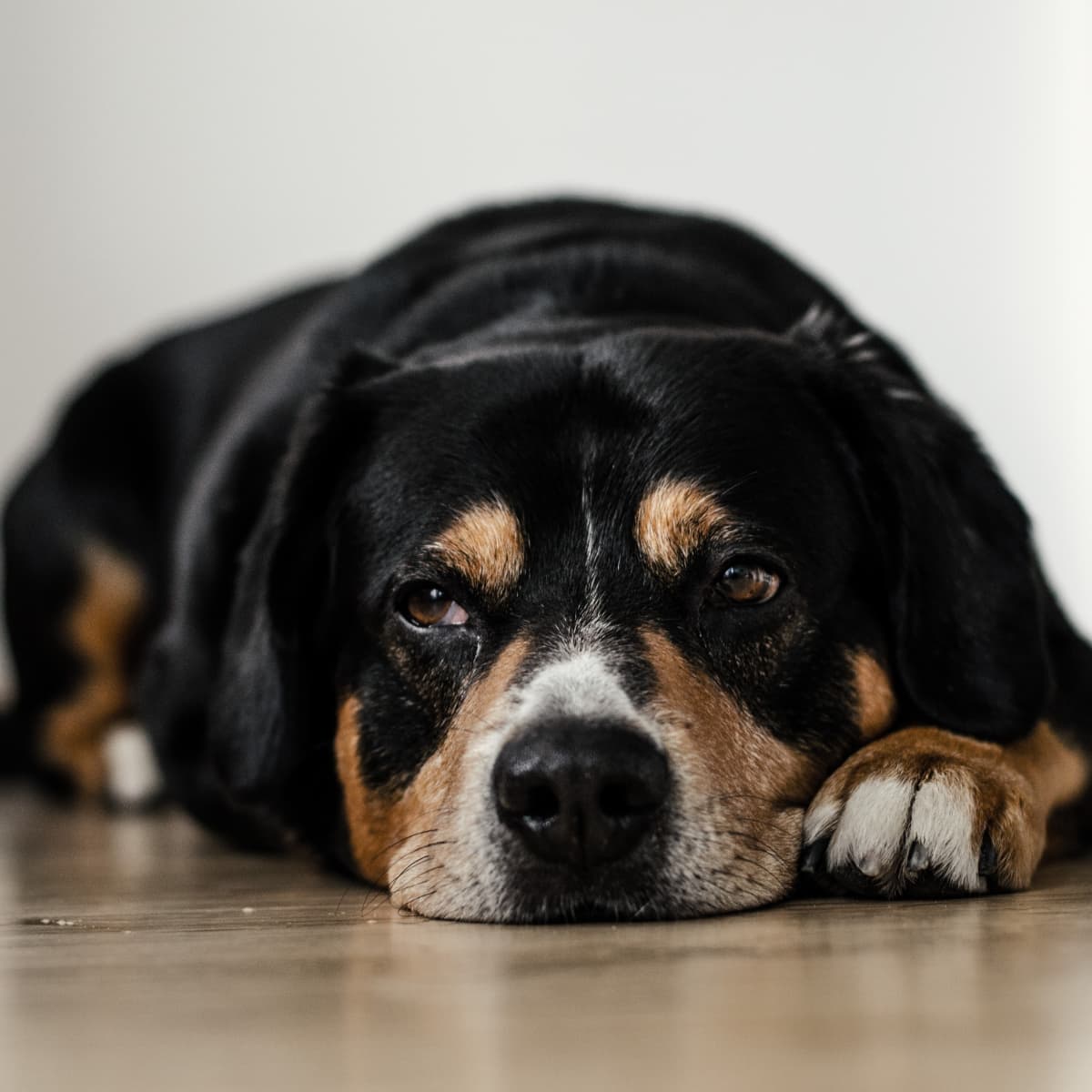 Effective Home Remedies for Vomiting Dogs PetHelpful