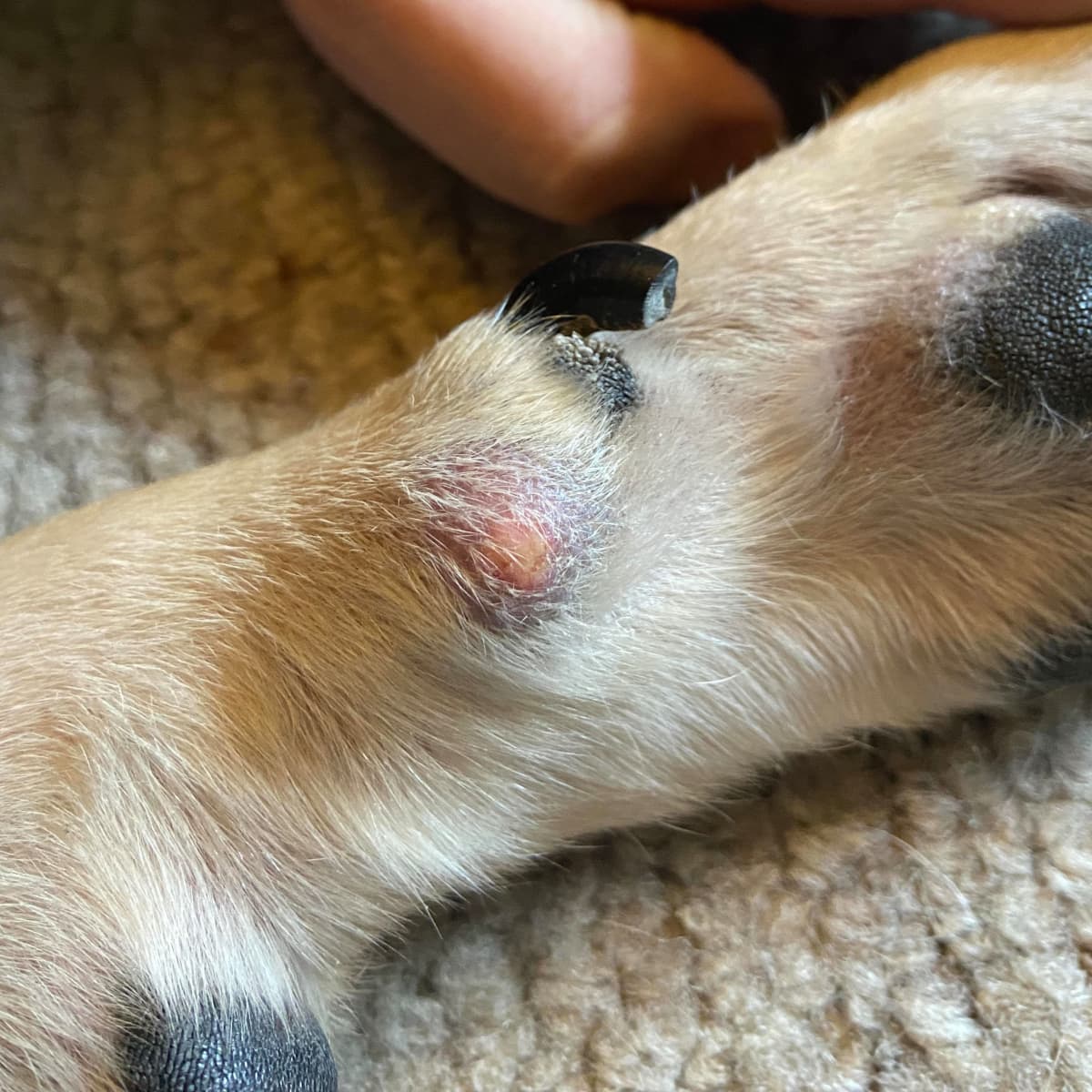 What s This Lump on My Dog s Paw PetHelpful