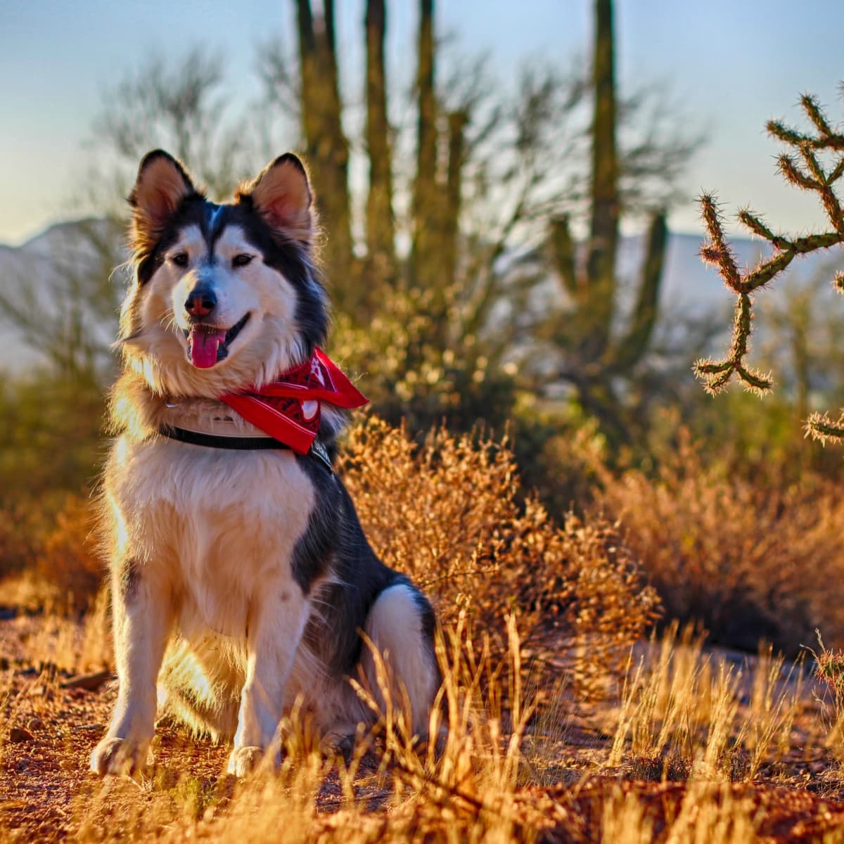 4 Great Large Dog Breeds With a Long Life Expectancy PetHelpful
