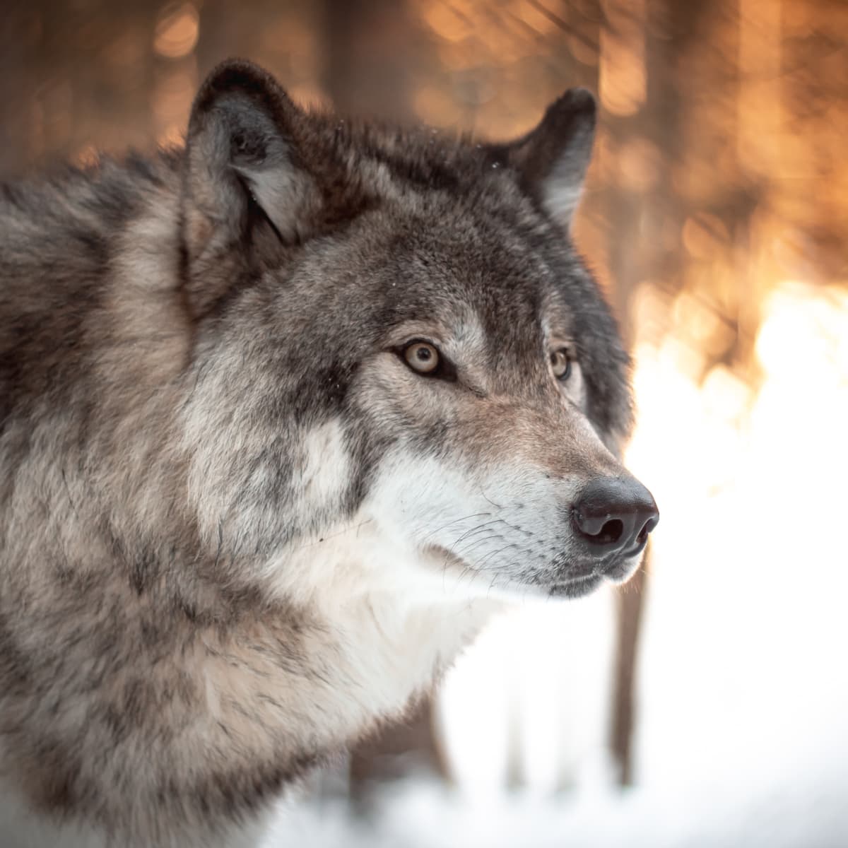 Top 7 Dog Breeds That Look Like Wolves PetHelpful