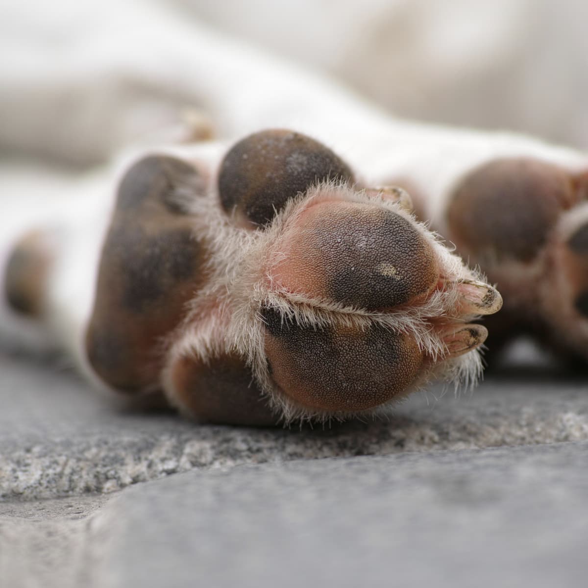 Swollen pad on dog paw cheap