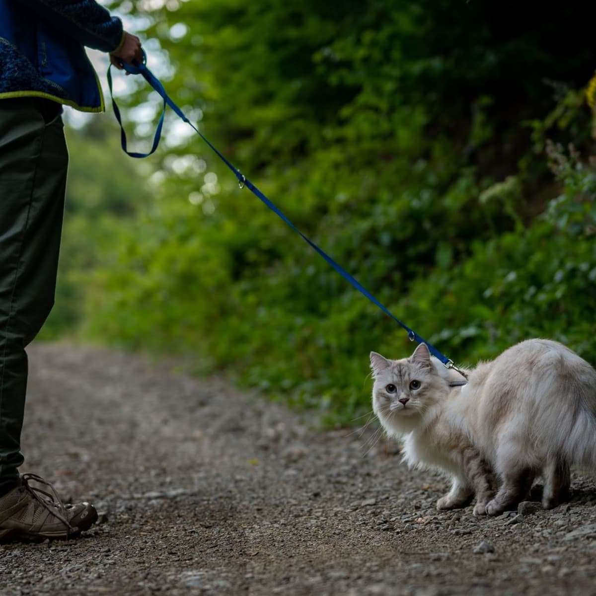 Walk leash walk on sale
