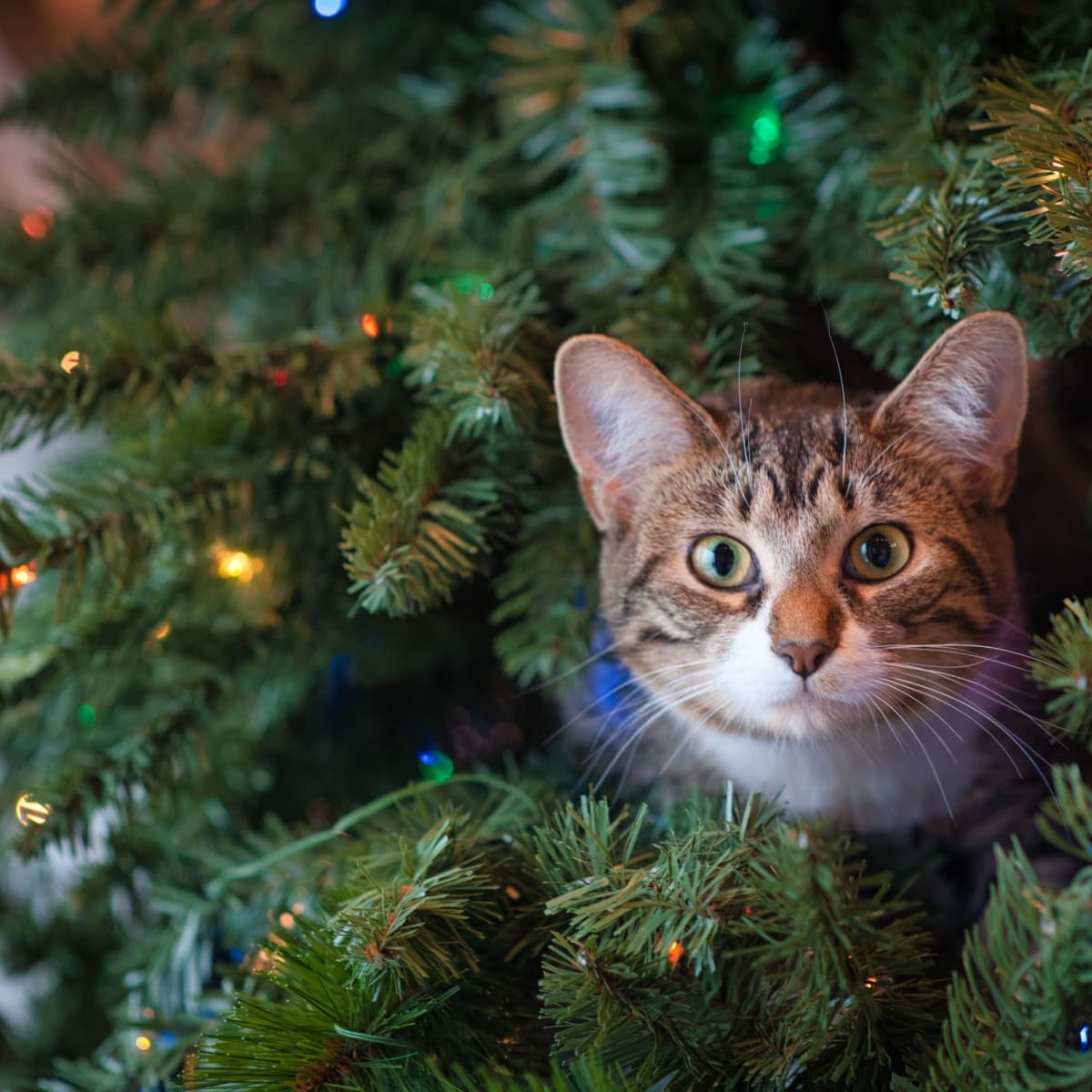 Cat proof your christmas tree shop