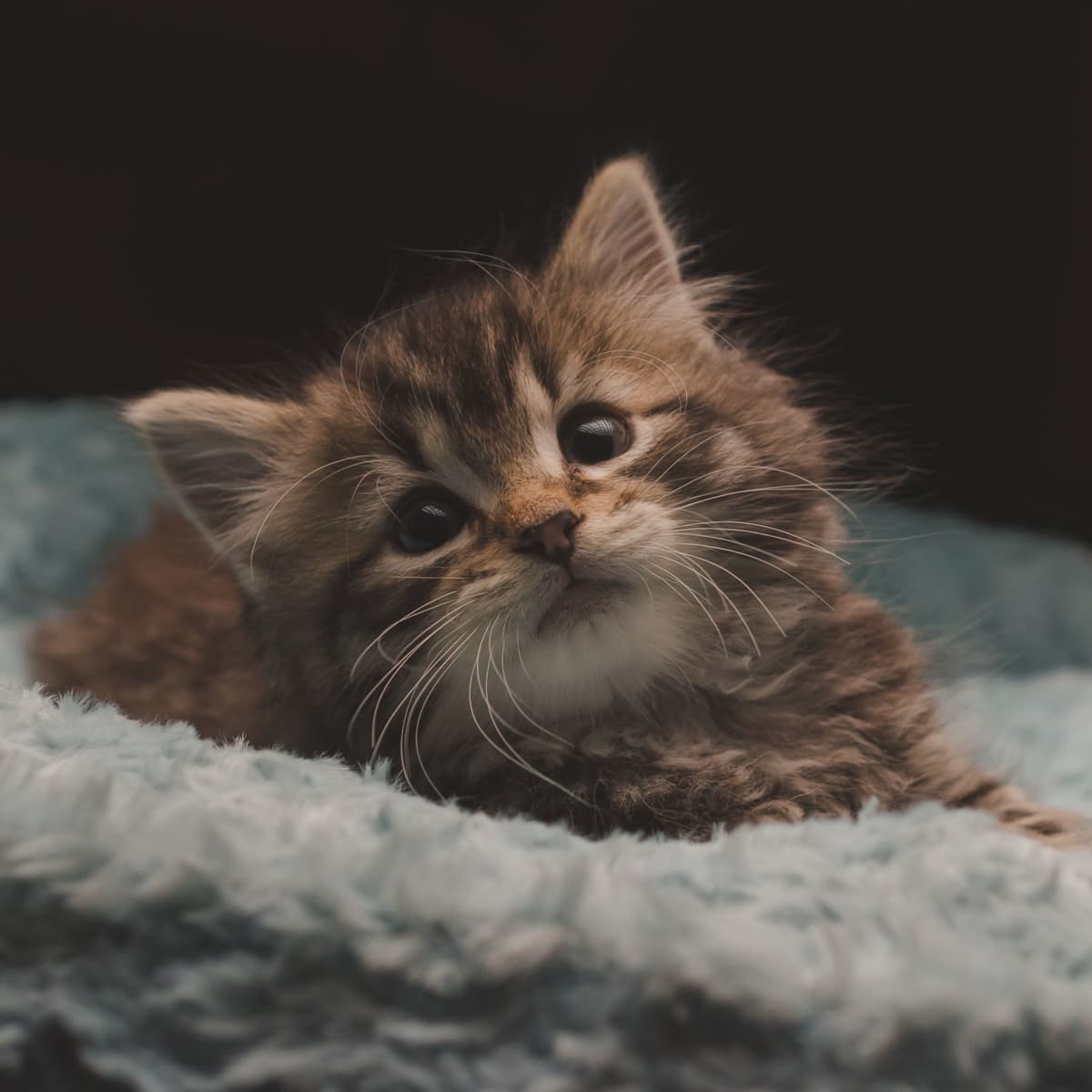 Cat food that helps with diarrhea outlet