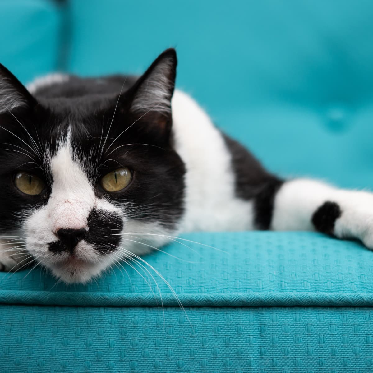 Cats with spotted coats online