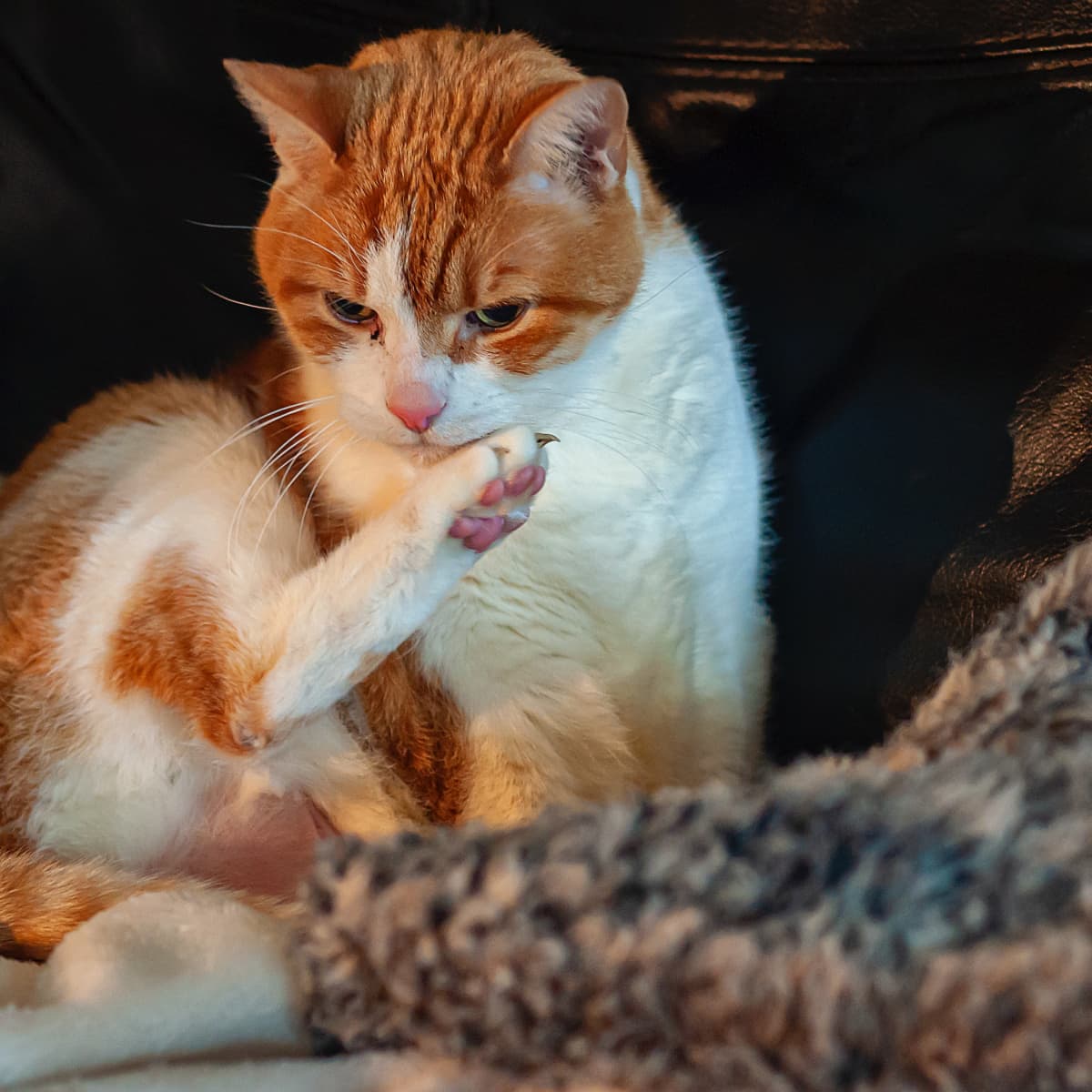 Ringworm in Cats What Are the Signs and How Is It Treated PetHelpful