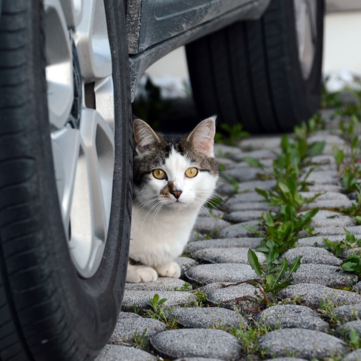 Cats Get Carsick Too Tips for Calming Kitty s Tummy PetHelpful