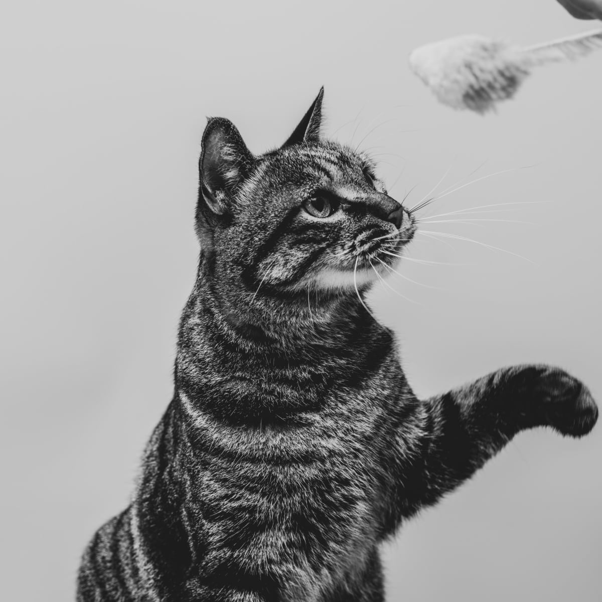 10 Easy Cat Toys You Can Make Using Stuff Around the House PetHelpful