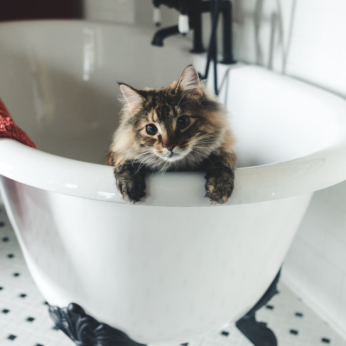 10 Tips to Succesfully Bathe Your Cat Without Dying in the Process PetHelpful