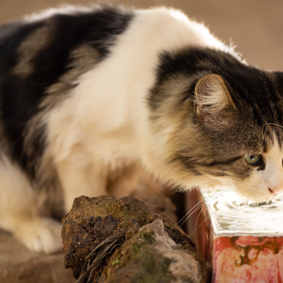 What to feed a cat with kidney disease discount