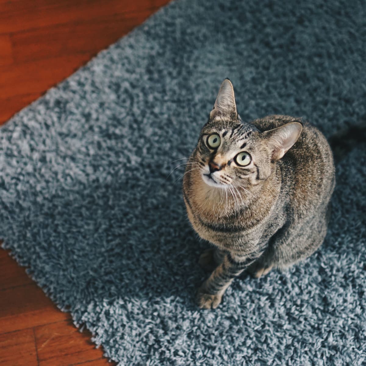 Steam clean cat urine on sale