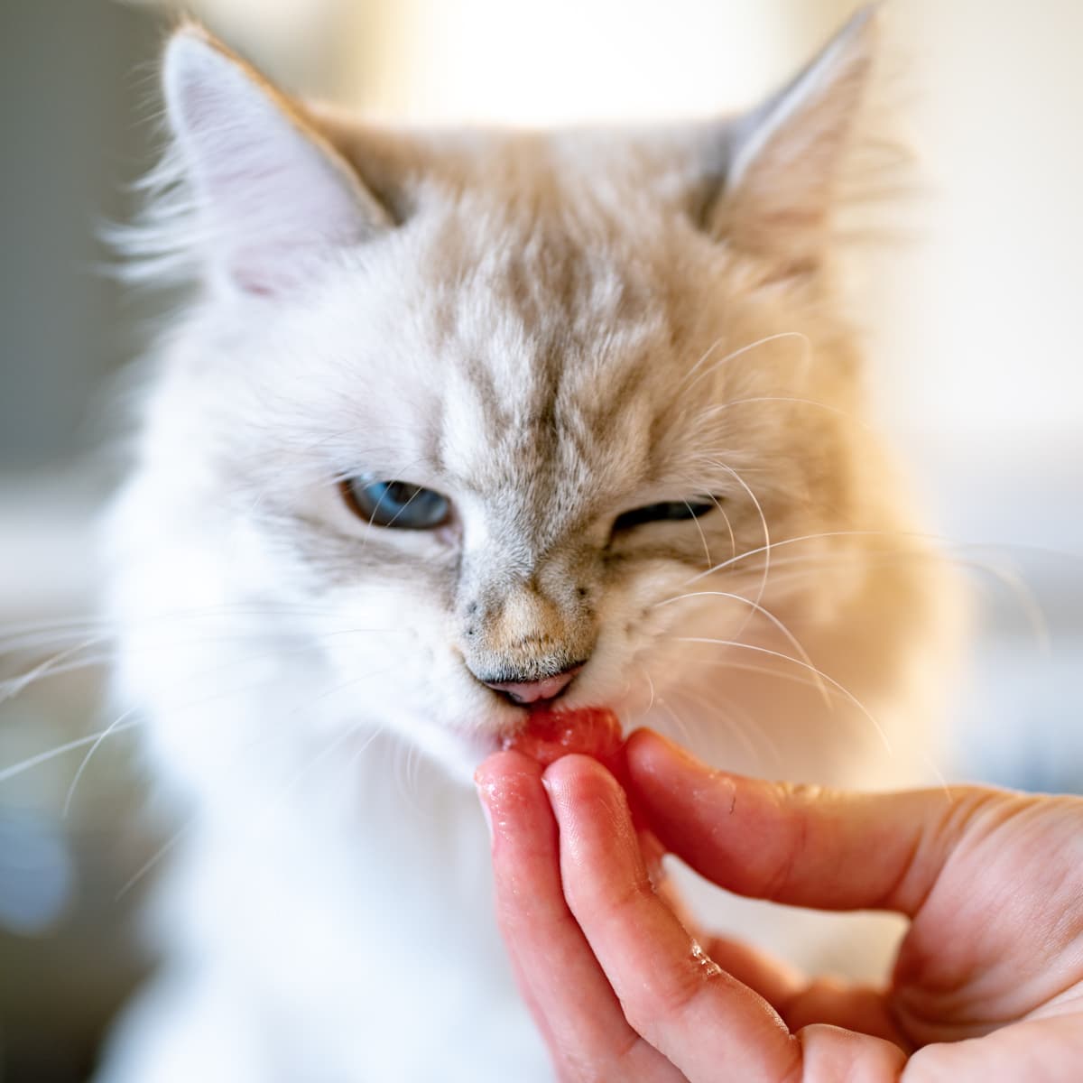 Cat not hungry online