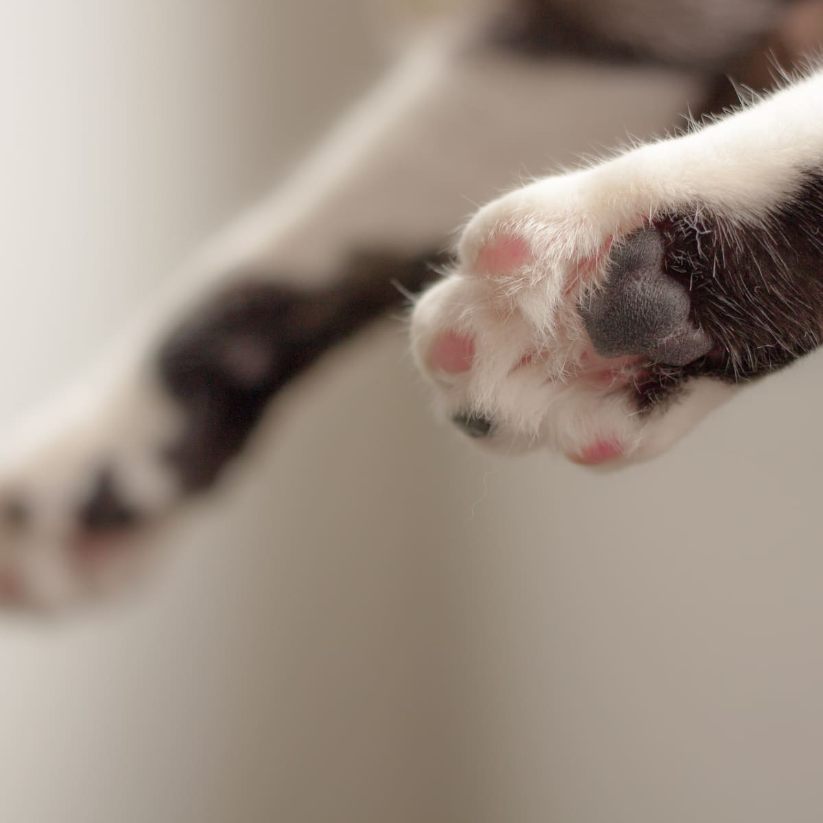 The Best Clippers for Cat Nails How to Trim Your Cat s Claws PetHelpful