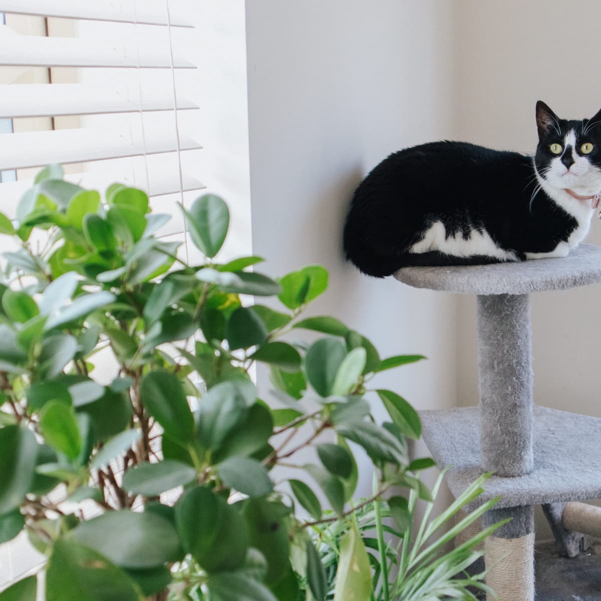 How to Make Your Own Cat Tower or Cat Tree PetHelpful