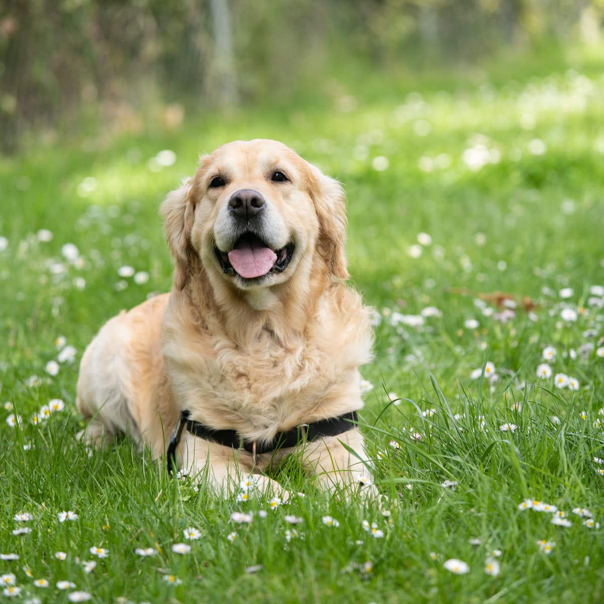 Labrador Retrievers Wonderful Family Pets and Companions PetHelpful