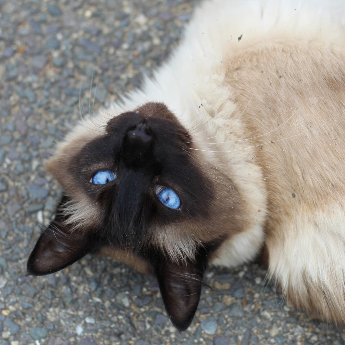 Siamese cat coat clearance