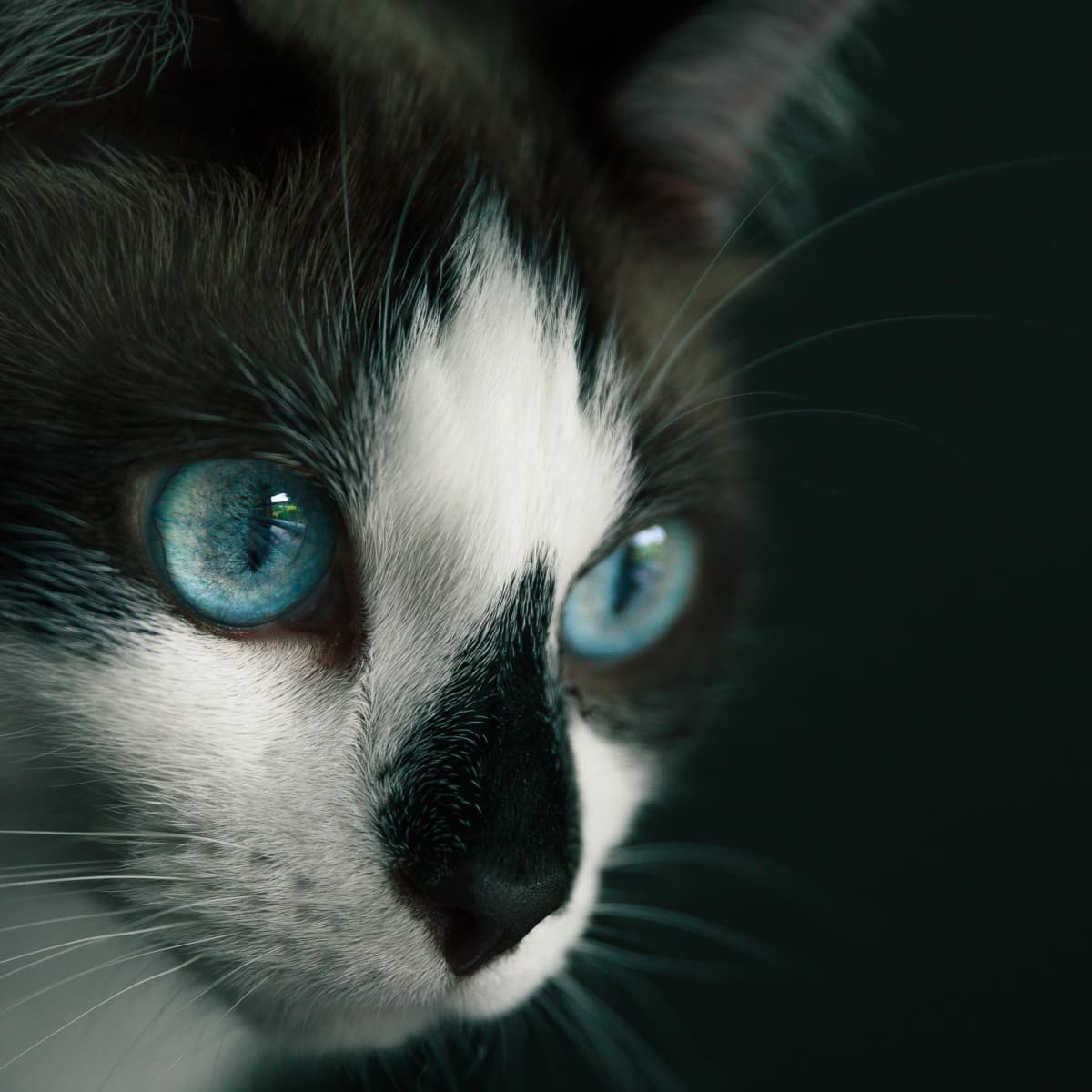 Optrex for cats shop