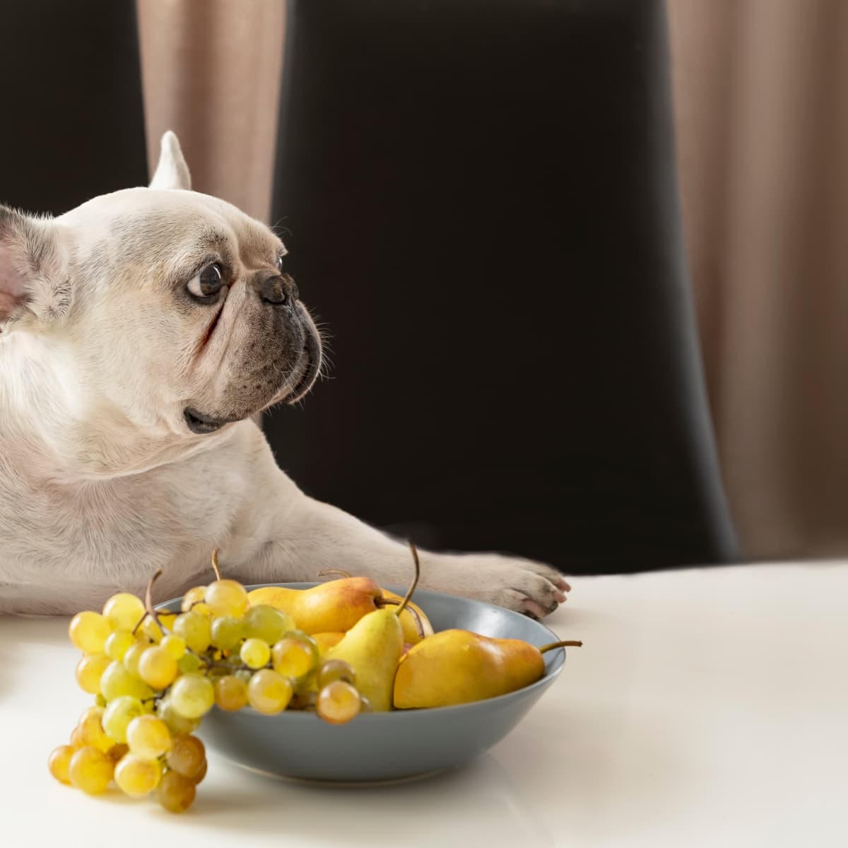 Can french bulldogs eat store grapes