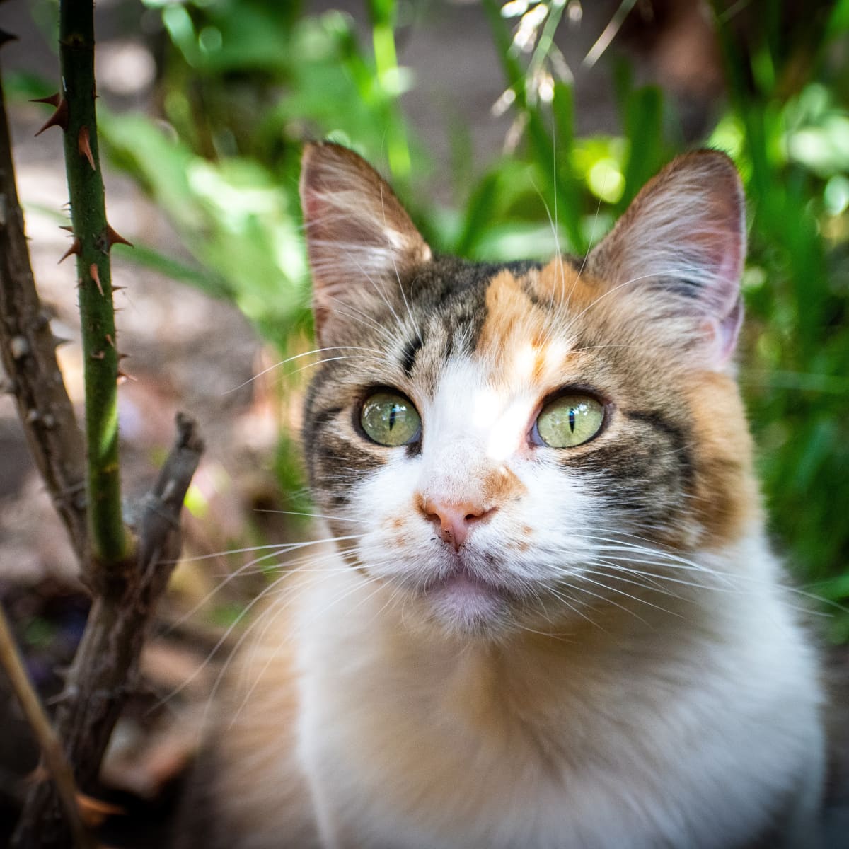How to Get Rid of Hot Spots on Cats PetHelpful