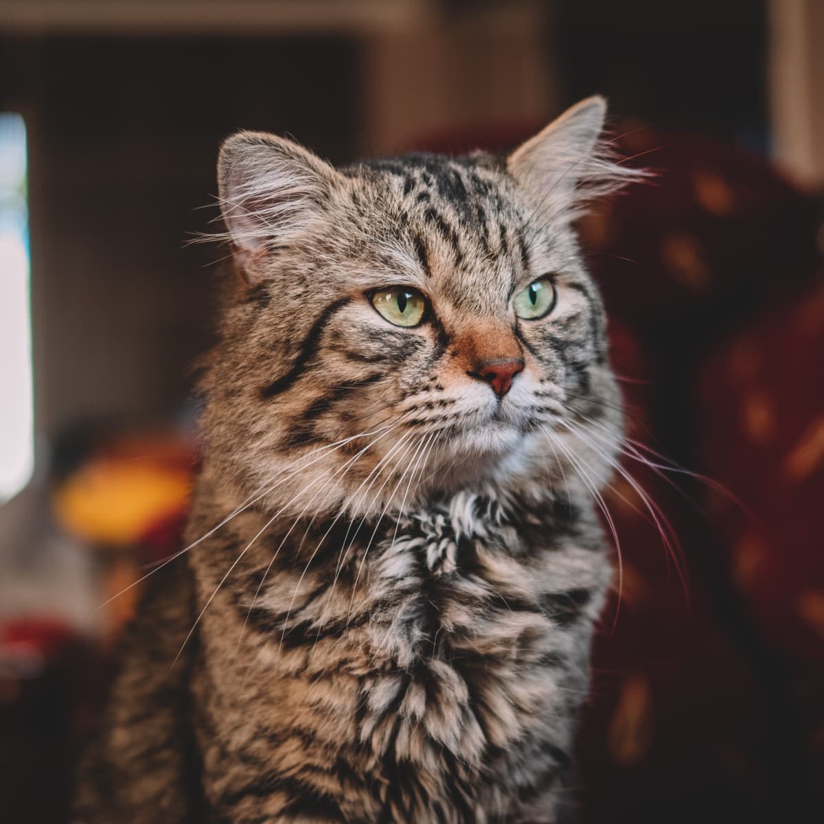 What Your Cat s Behaviors Body Language and Sounds Mean PetHelpful