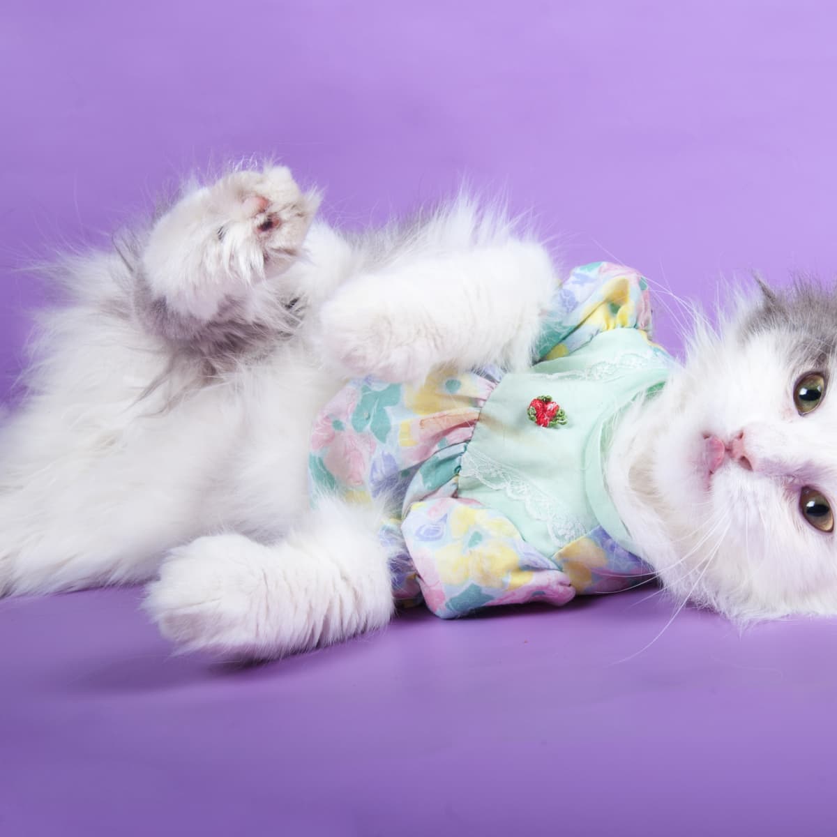 Target pet clothes best sale