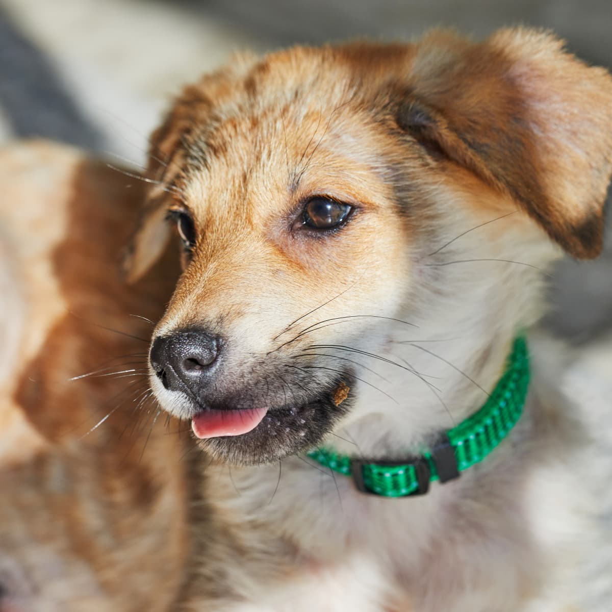 German shepherd cross golden retriever puppy online