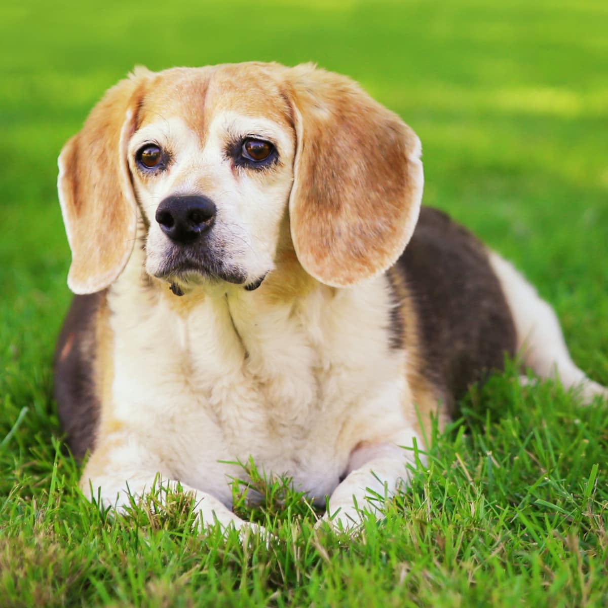 Senior beagles sales