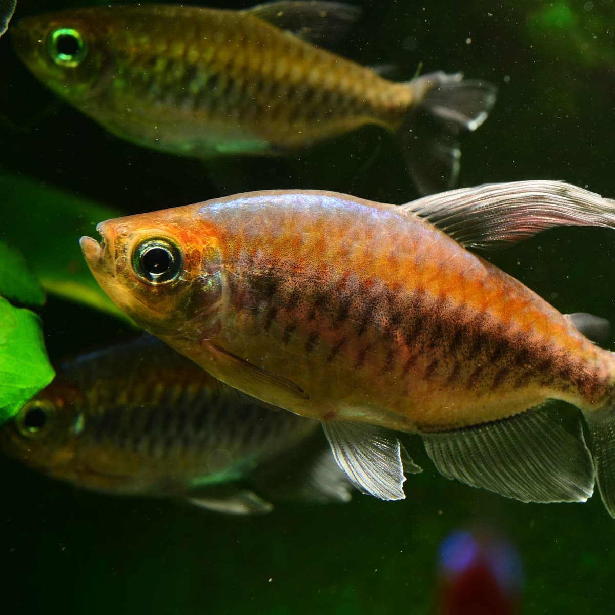 How to Care for Tetras A Popular Home Aquarium Fish PetHelpful