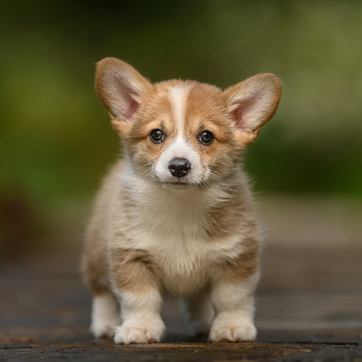 Corgi puppy discount