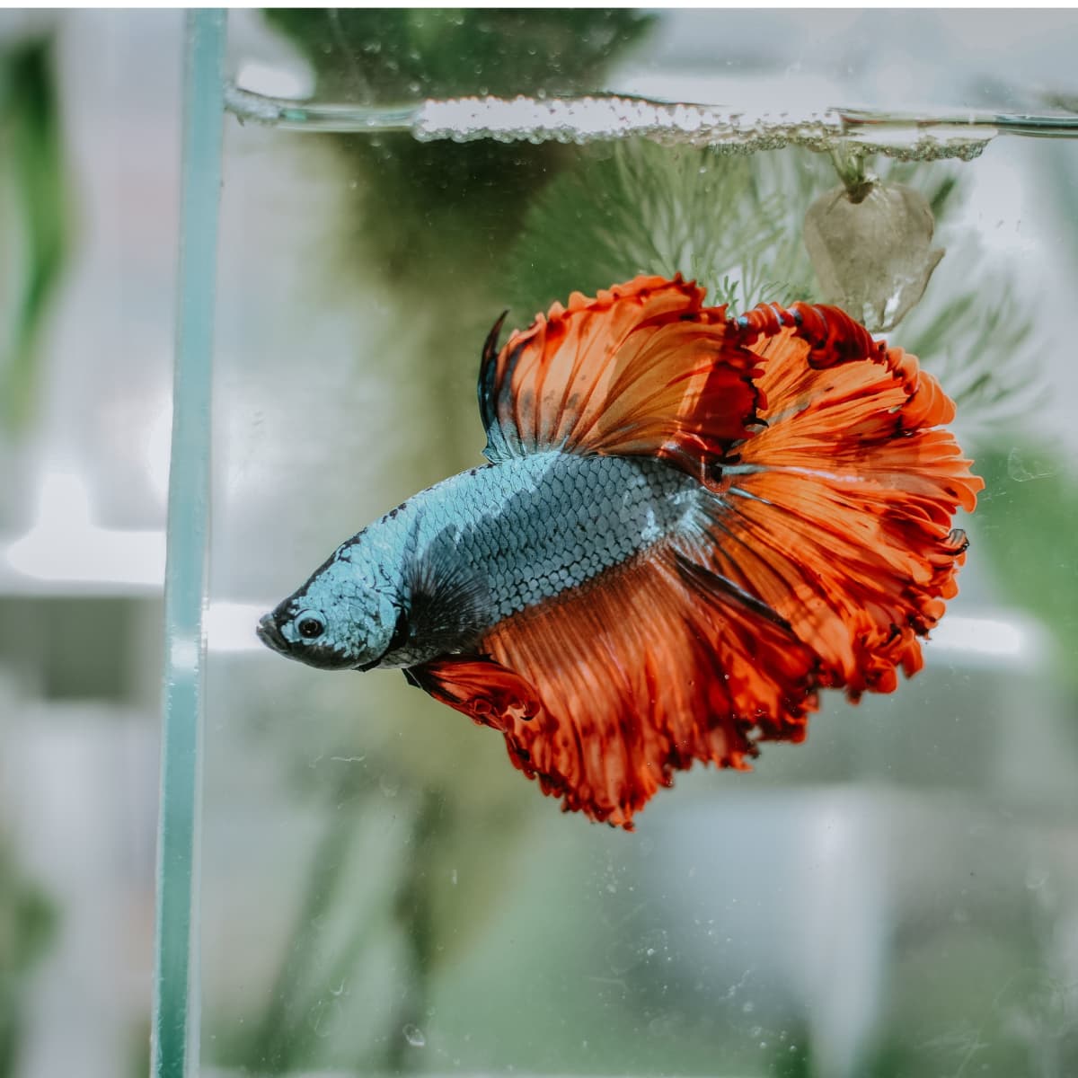 How to Set Up a Betta Fish Tank PetHelpful