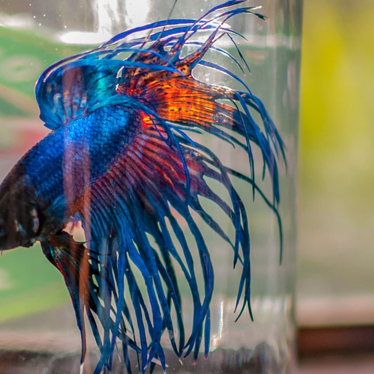 Why Glass Fish Bowls Are Bad for Your Fish PetHelpful