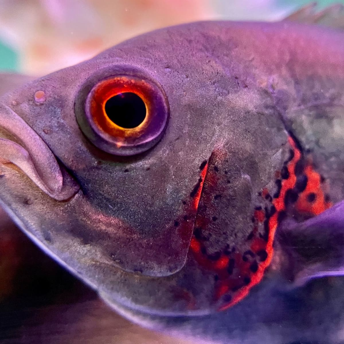 8 Fish to Avoid in Beginner Aquariums Difficult Species PetHelpful