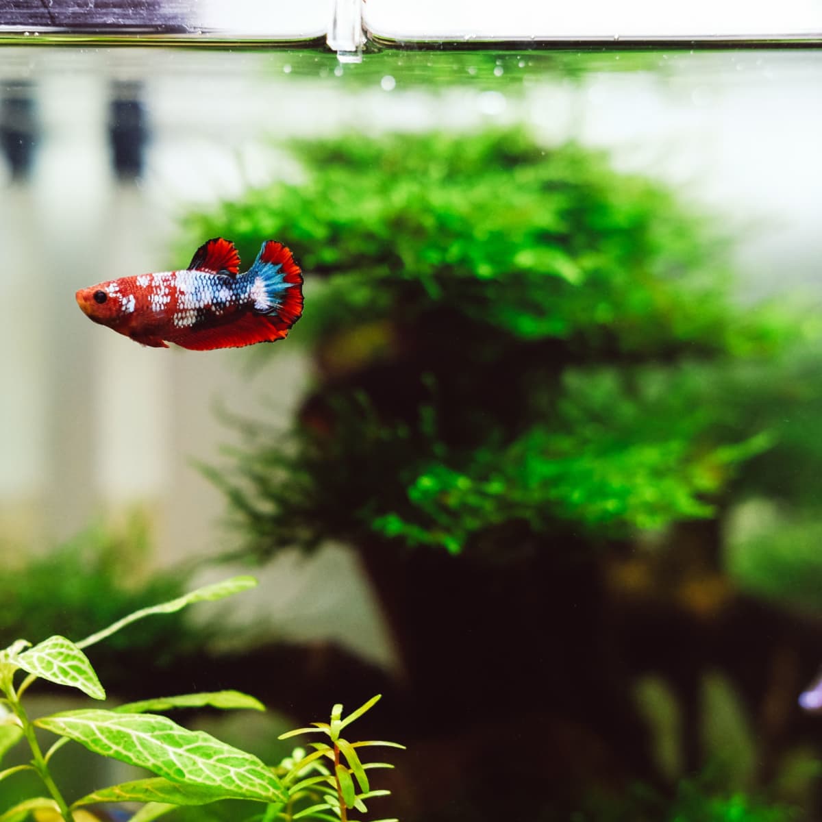 1 gallon aquarium heater top