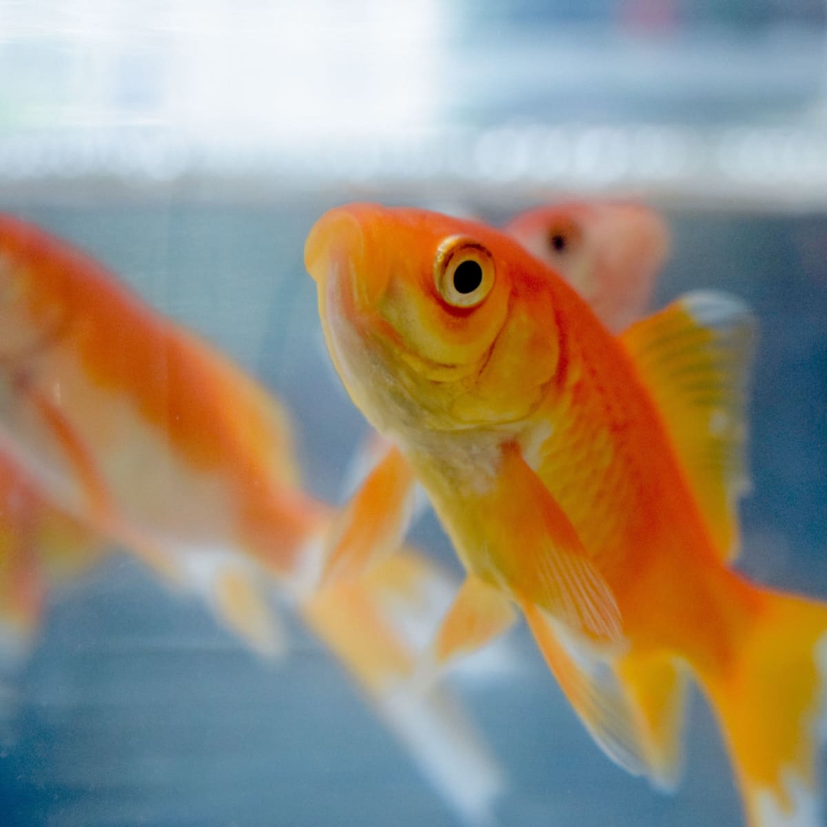 Two goldfish in a tank online