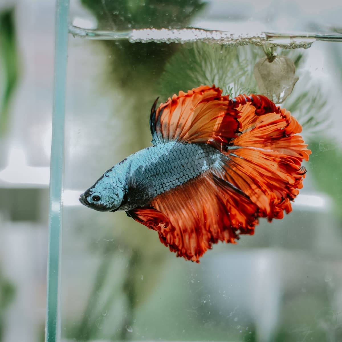 Cooking betta fish shop