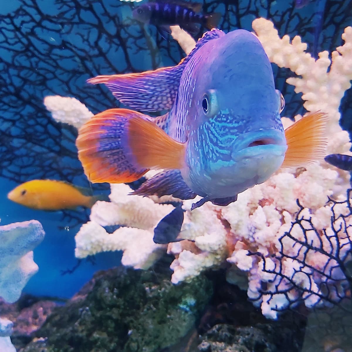 How to Set Up a Nano Reef Tank PetHelpful
