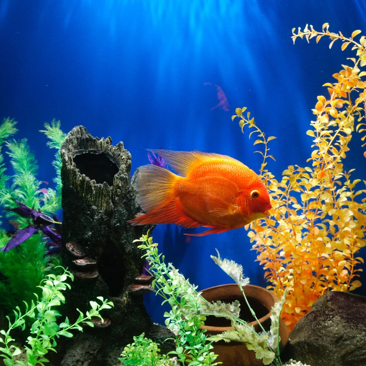 How to Decorate Your Fish Tank Dos and Don ts PetHelpful