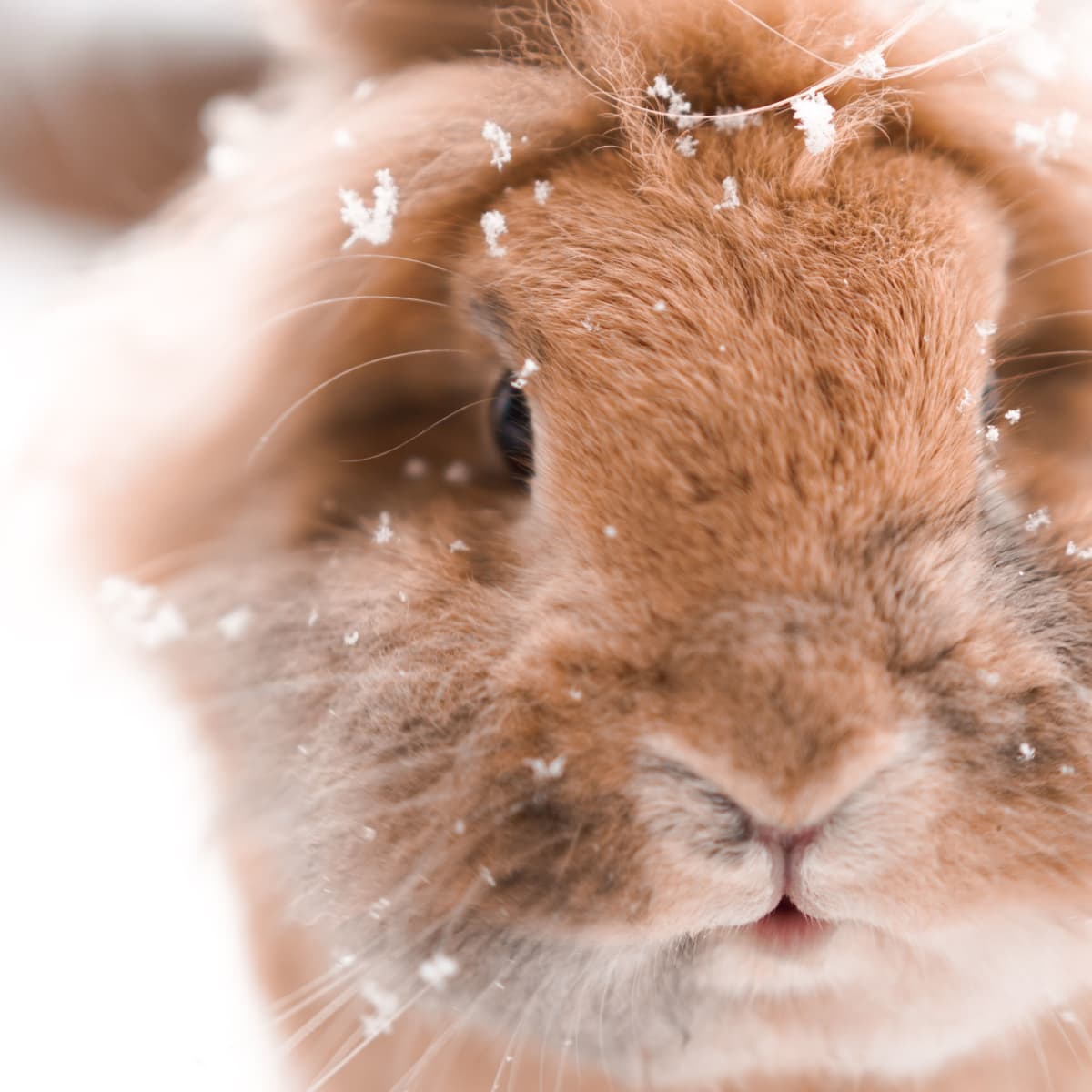Cold Weather Care for Outdoor Rabbits PetHelpful