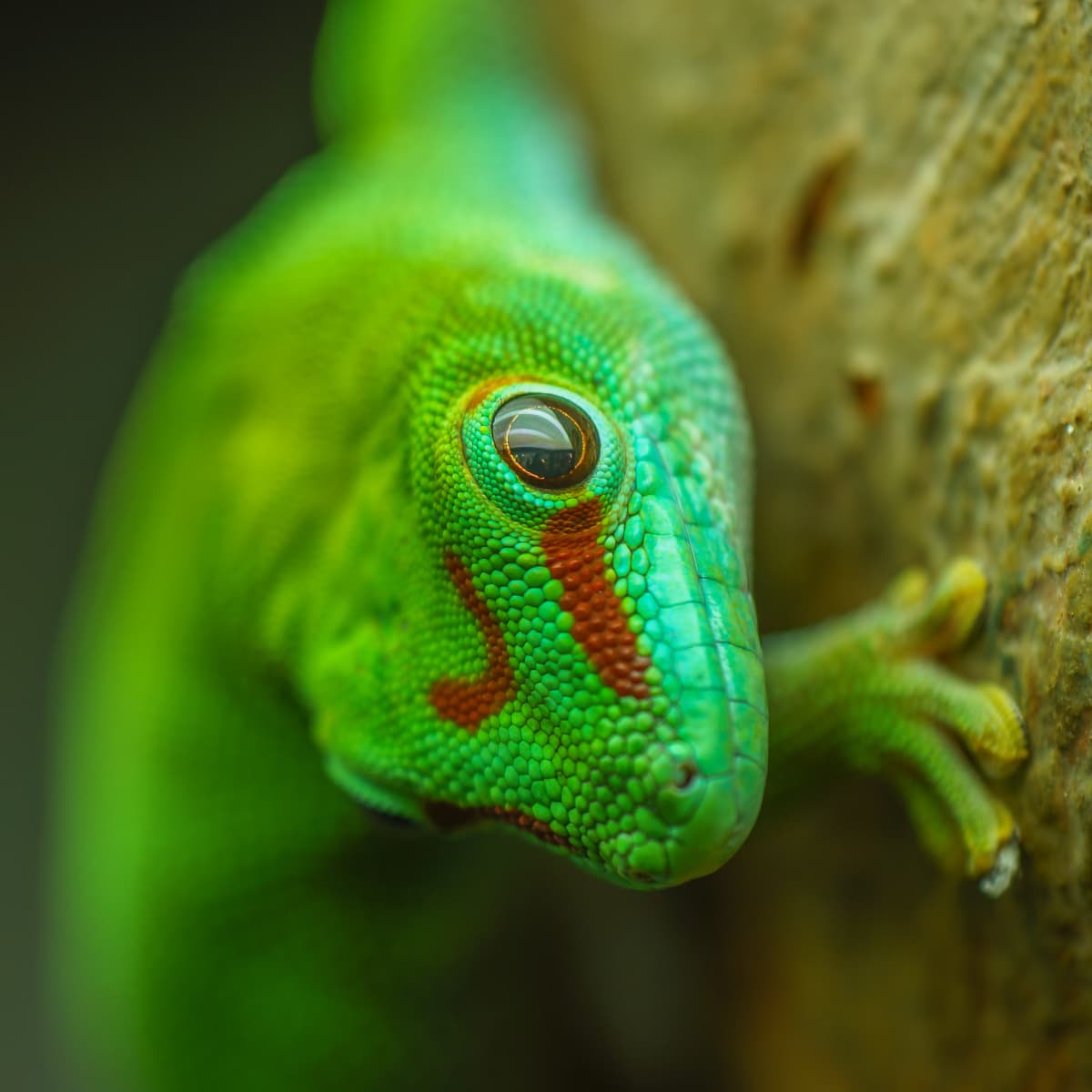 Simple green safe for reptiles online