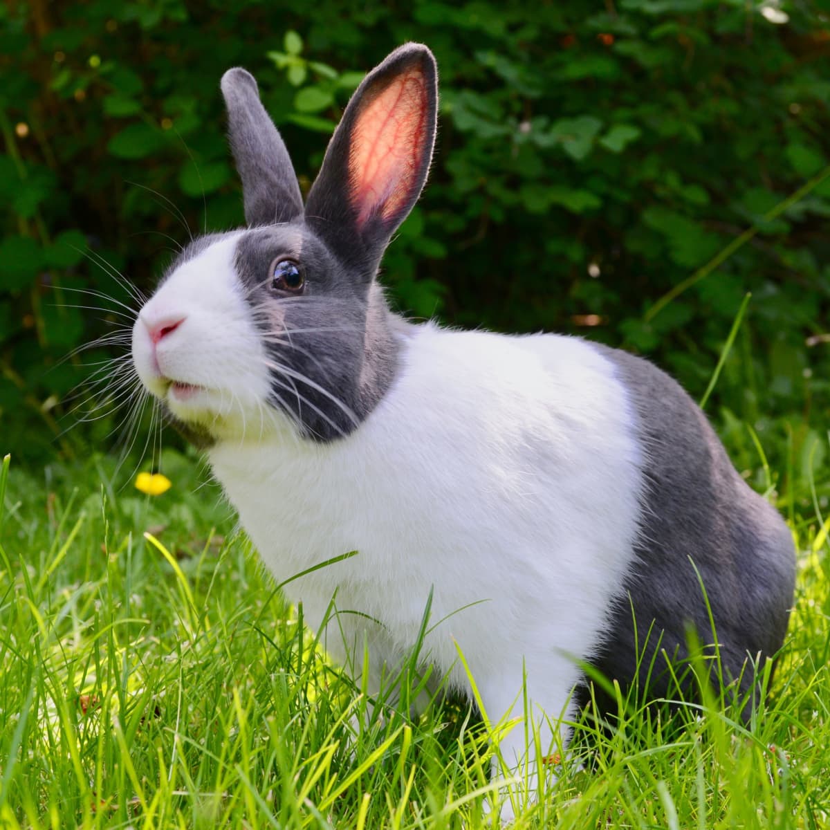 Rabbit Names How to Pick a Name for Your Bunny PetHelpful