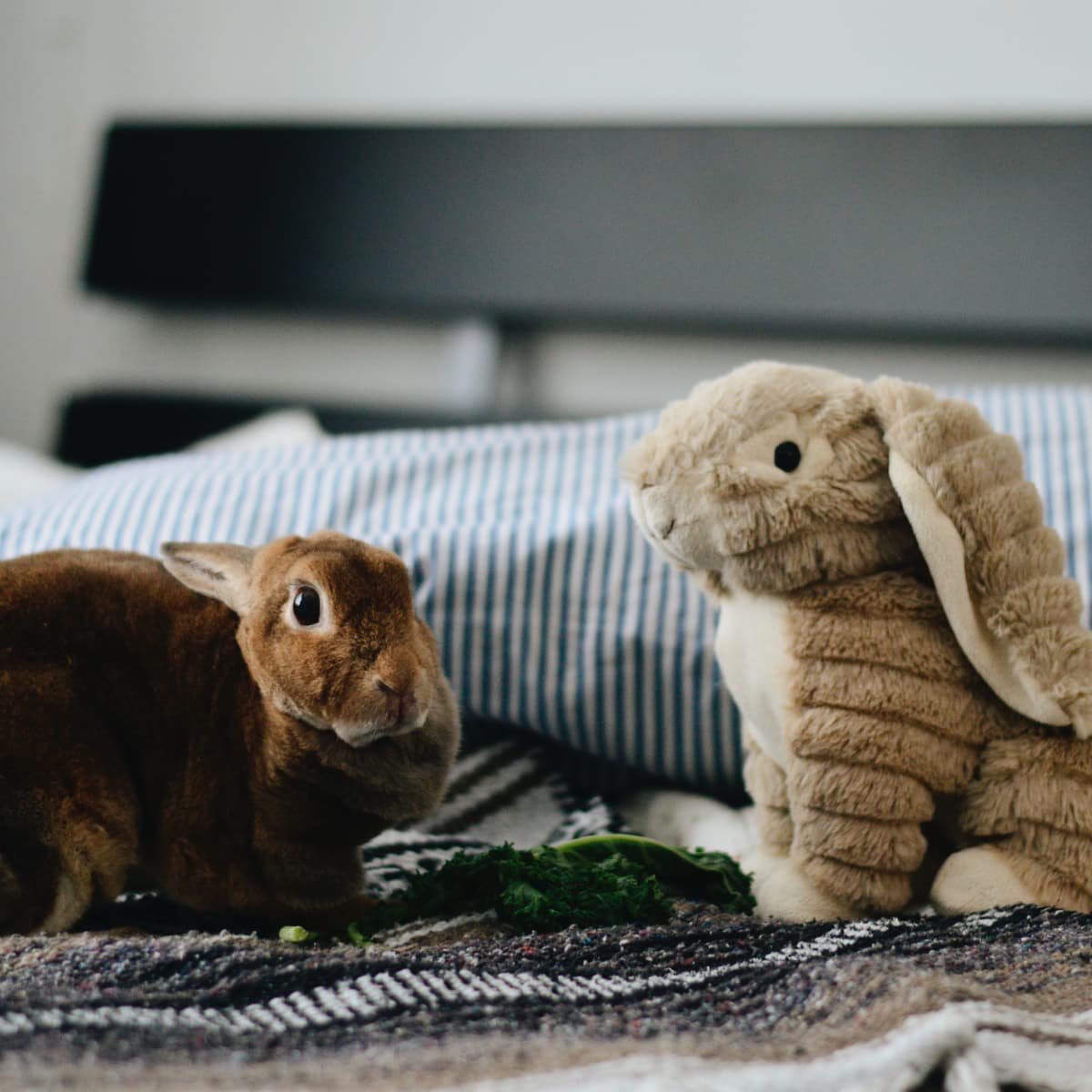 How to Entertain Your Bored Rabbit PetHelpful