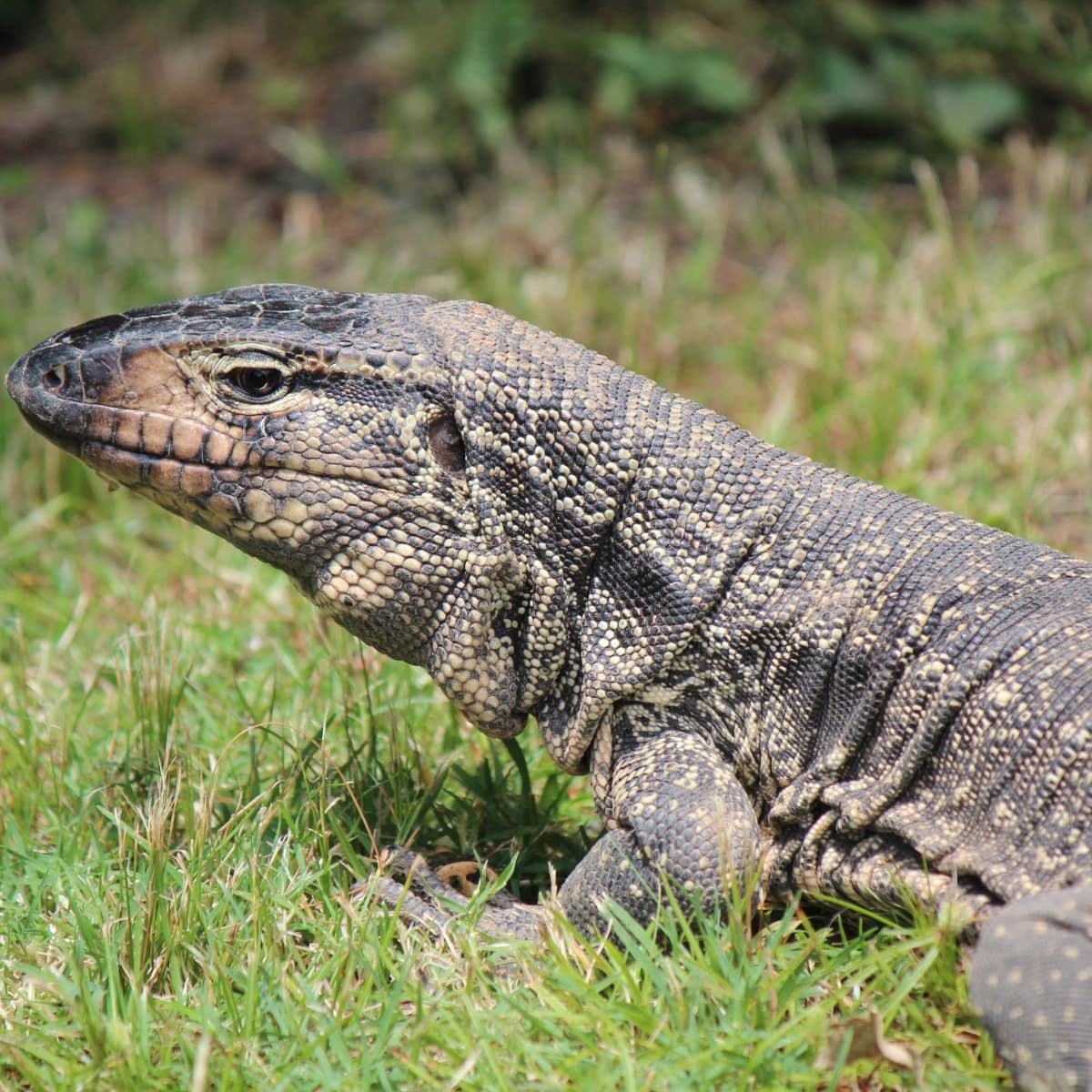 Why the Tegu Is the Best Pet Lizard PetHelpful
