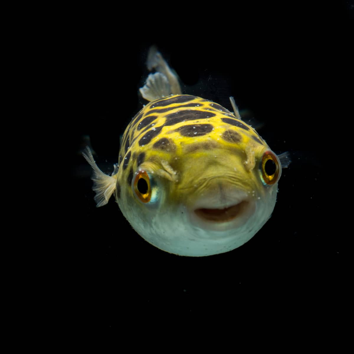 Puffer sale fish pet