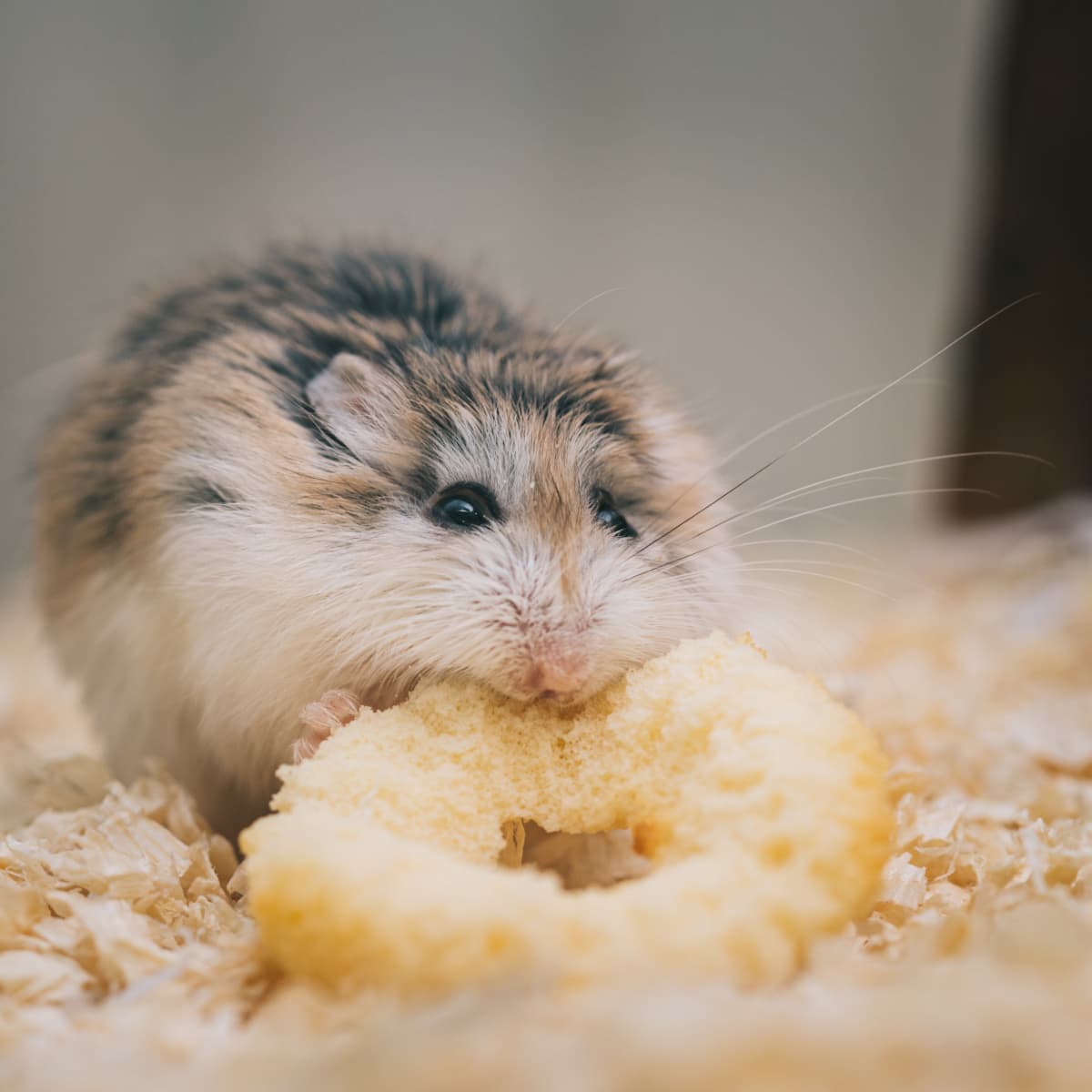 Rat and hamster mix store